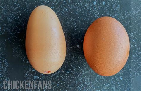 chicken egg abnormalities|Abnormal Chicken Eggs: What You Need To Know!.